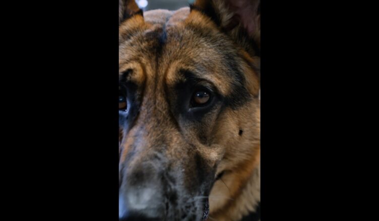 Ils pensaient arrêter un criminel, mais ce chien K-9 a révélé une vérité bouleversante.