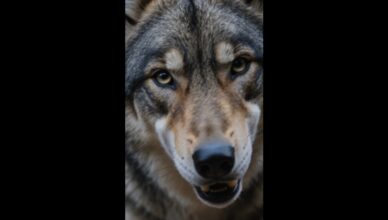 PARTIE 2 : Ces jeunes riches pensaient frapper un chien errant, mais la forêt a répondu.