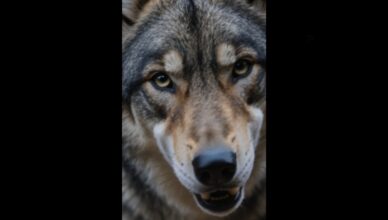 PARTIE 2 : Ces jeunes riches pensaient frapper un chien errant, mais la forêt a répondu.