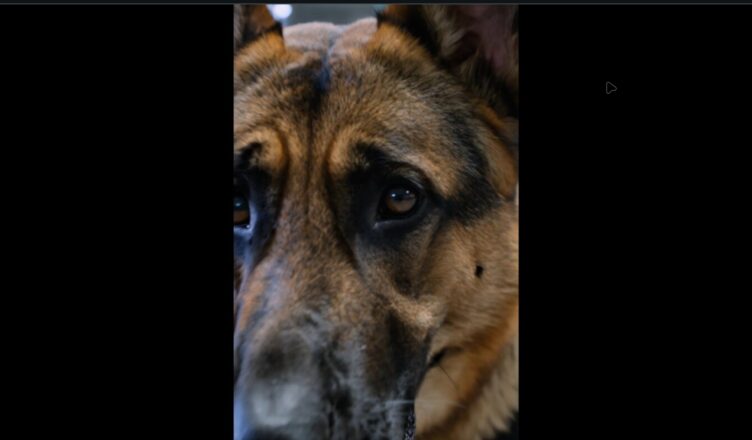 Ils pensaient arrêter un criminel, mais ce chien K-9 a révélé une vérité bouleversante.